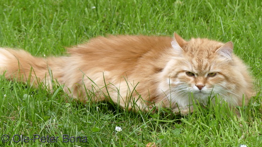 Sibirische Katzen Zaimka Avos