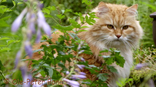 Sibirische Katzen Zaimka Avos