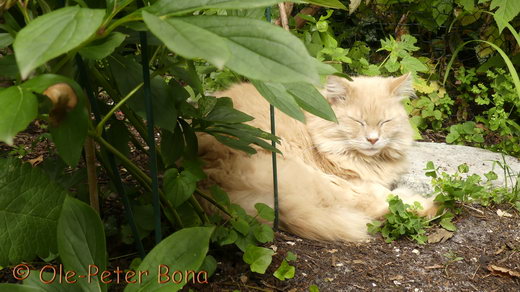 Sibirische Katzen Floris von der Gronau