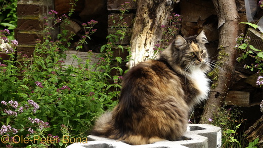 Sibirische Katzen Hela von der Gronau