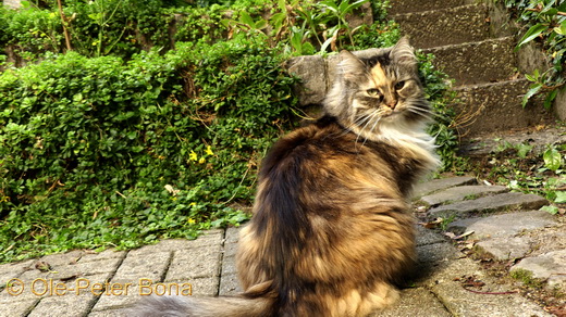 Sibirische Katzen Hela von der Gronau