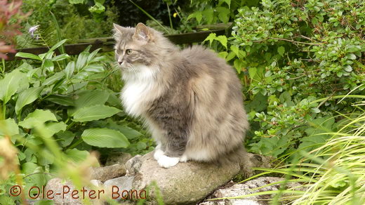 Sibirische Katzen Hetty von der Gronau