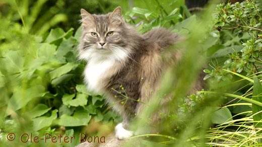 Sibirische Katzen Hetty von der Gronau