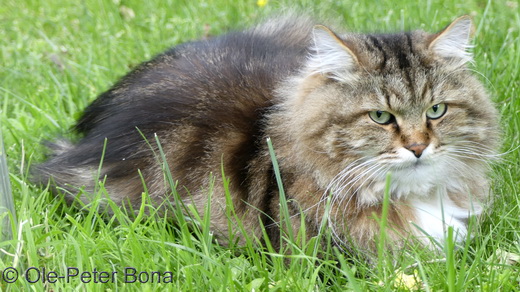 Sibirische Katzen Max von der Gronau