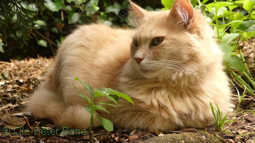 Sibirische Katzen Floris von der Gronau