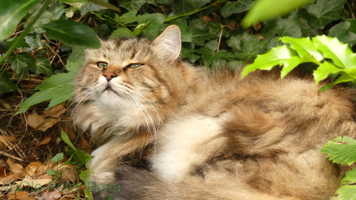 Sibirische Katzen Moritz von der Gronau