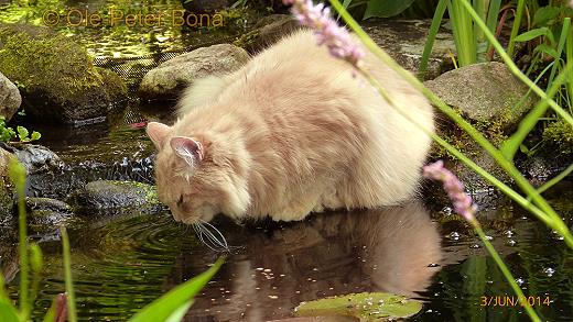 Sibirische Katzen Floris von der Gronau 