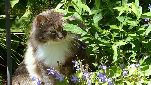 Sibirische Katzen Floris von der Gronau