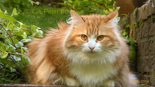 Sibirische Katzen Katrinchen von der Gronau