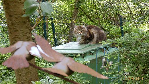 Sibirische Katzen Max von der Gronau