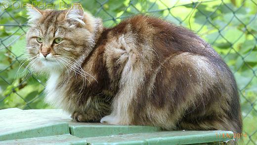 Sibirische Katzen Max von der Gronau