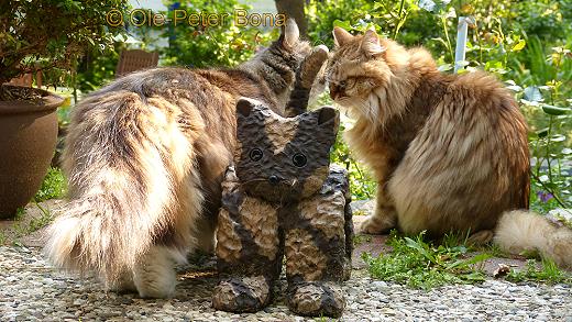 Sibirische Katzen Yanisha von der Gronau