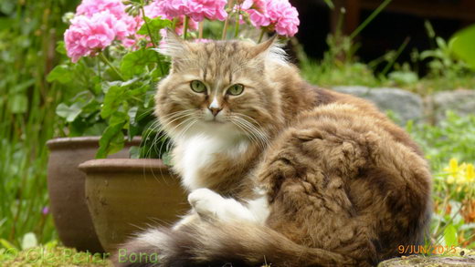 Sibirische Katzen Fadejew vom Schlopavillon