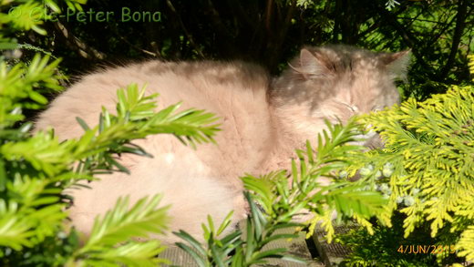 Sibirische Katzen Floris von der Gronau