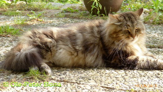 Sibirische Katzen Max von der Gronau