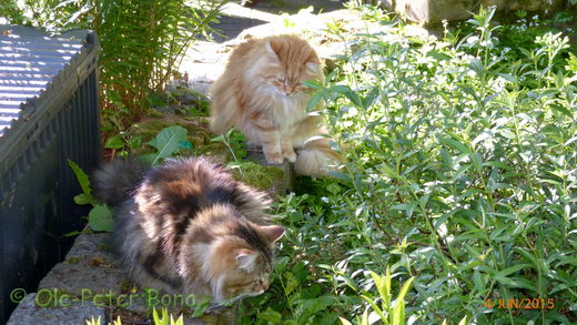 Sibirische Katzen Max von der Gronau und Zaimka Avos