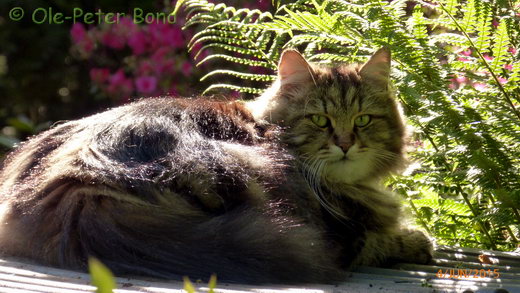 Sibirische Katzen Max von der Gronau