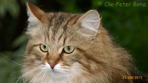 Sibirische Katzen Moritz von der Gronau