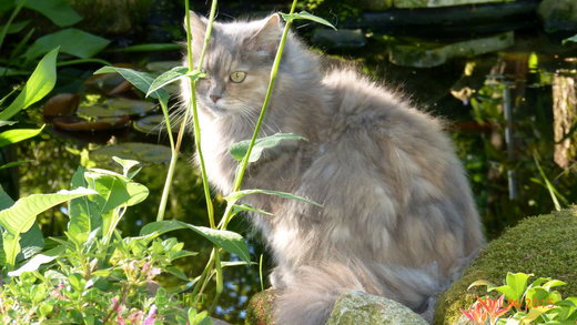 Sibirische Katzen Yanisha von der Gronau