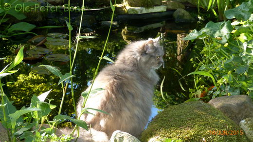 Sibirische Katzen Yanisha von der Gronau