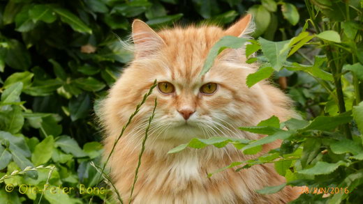 Sibirische Katzen Zaimka Avos