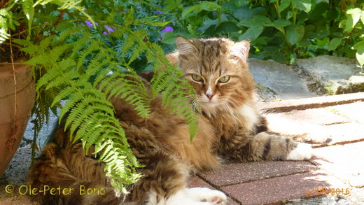 Sibirische Katzen Fadejew vom Schloßpavillon