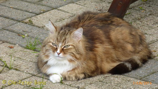 Sibirische Katzen Fadejew vom Schloßpavillon