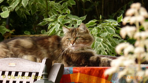 Sibirische Katzen Max von der Gronau