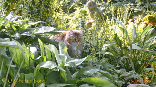 Sibirische Katzen Max von der Gronau