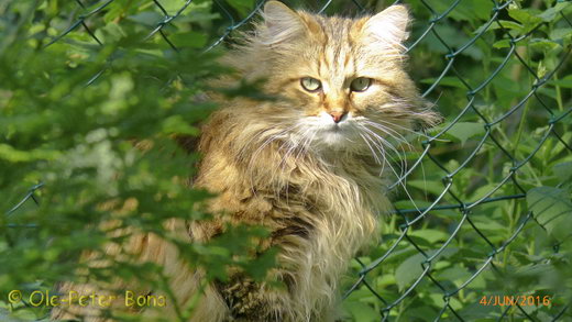 Sibirische Katzen Moritz von der Gronau