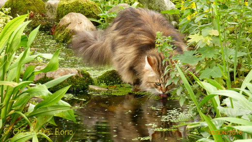 Sibirische Katzen Moritz von der Gronau