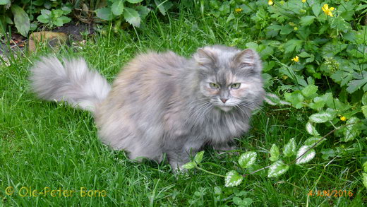 Sibirische Katzen Yanisha von der Gronau