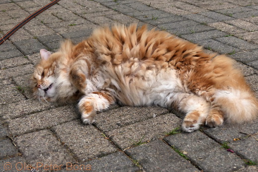 Sibirische Katzen Zaimka Avos