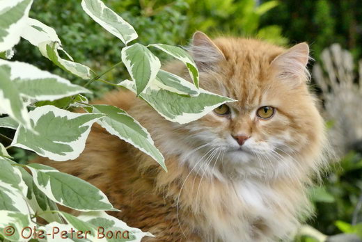 Sibirische Katzen Zaimka Avos