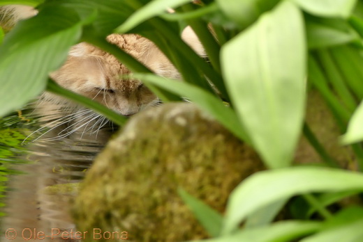 Sibirische Katzen Floris von der Gronau