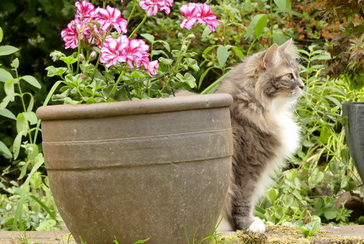 Sibirische Katzen Hetty von der Gronau