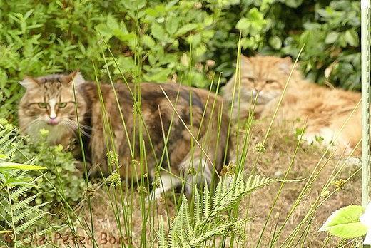 Sibirische Katzen Jule von der Gronau