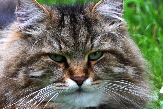 Sibirische Katzen Max von der Gronau