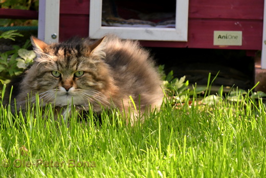 Sibirische Katzen Max von der Gronau