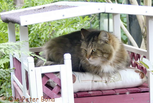 Sibirische Katzen Max von der Gronau