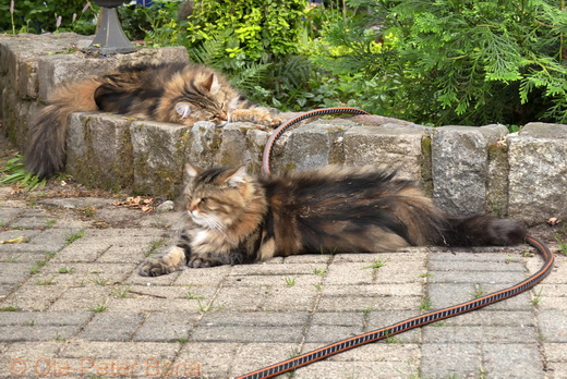 Sibirische Katzen Max und Moritz von der Gronau