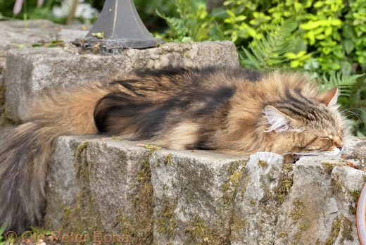 Sibirische Katzen Moritz von der Gronau