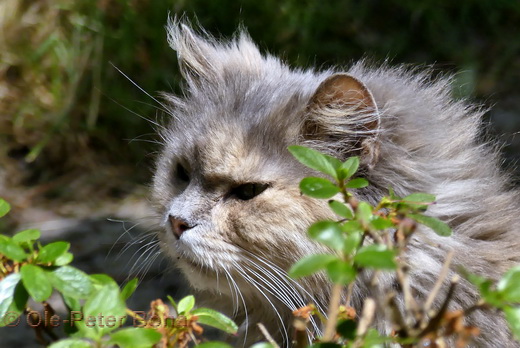 Sibirische Katzen Yanisha von der Gronau