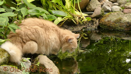 Sibirische Katzen Floris von der Gronau