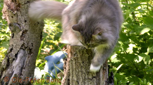 Sibirische Katzen Hetty von der Gronau