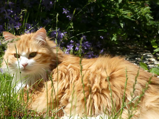 Sibirische Katzen Katrinchen von der Gronau