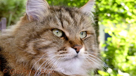 Sibirische Katzen Max von der Gronau