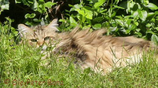 Sibirische Katzen Moritz von der Gronau