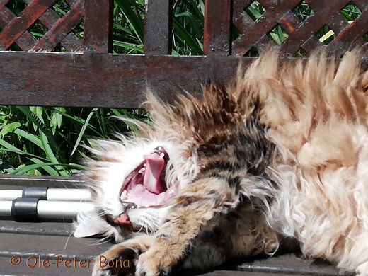 Sibirische Katzen Moritz von der Gronau