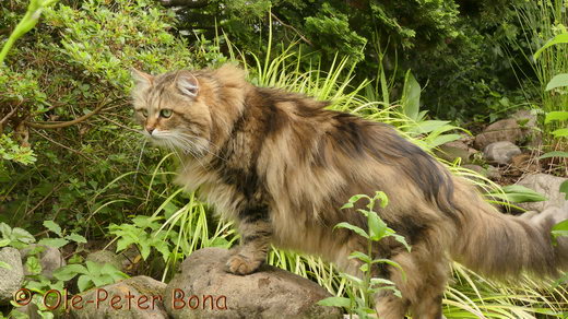 Sibirische Katzen Moritz von der Gronau